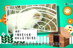 安卓掌上TV 全网电视免费看